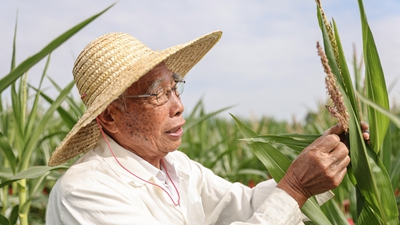87歲，他在三亞南繁又一年