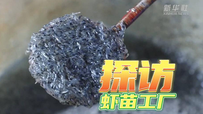 這個(gè)工廠，每天銷售蝦苗約2000萬(wàn)尾