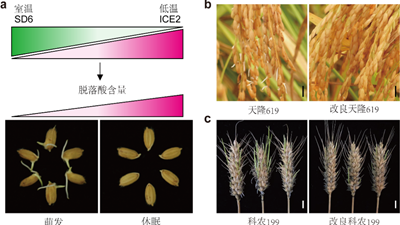 我國科學(xué)家找到調(diào)控水稻、小麥穗發(fā)芽的&ldquo;開關(guān)&rdquo;