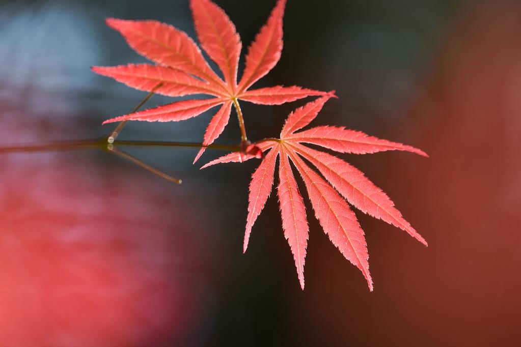 微視界&mdash;&mdash;霜降