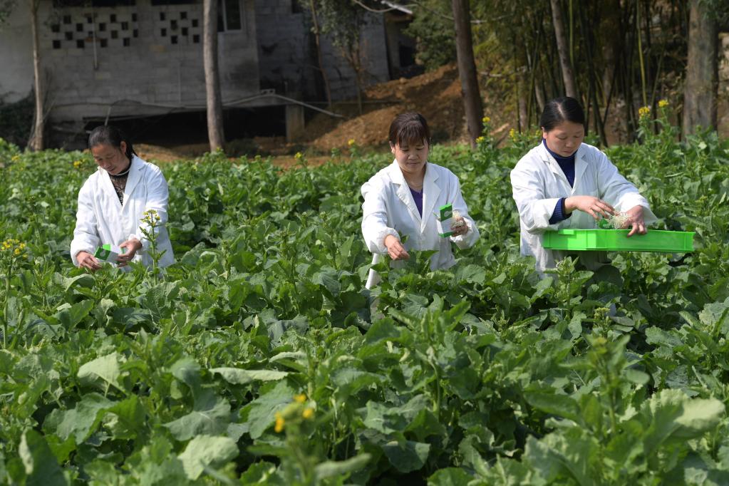 貴州鳳岡：&ldquo;以蟲治蟲&rdquo;助力綠色農(nóng)業(yè)發(fā)展