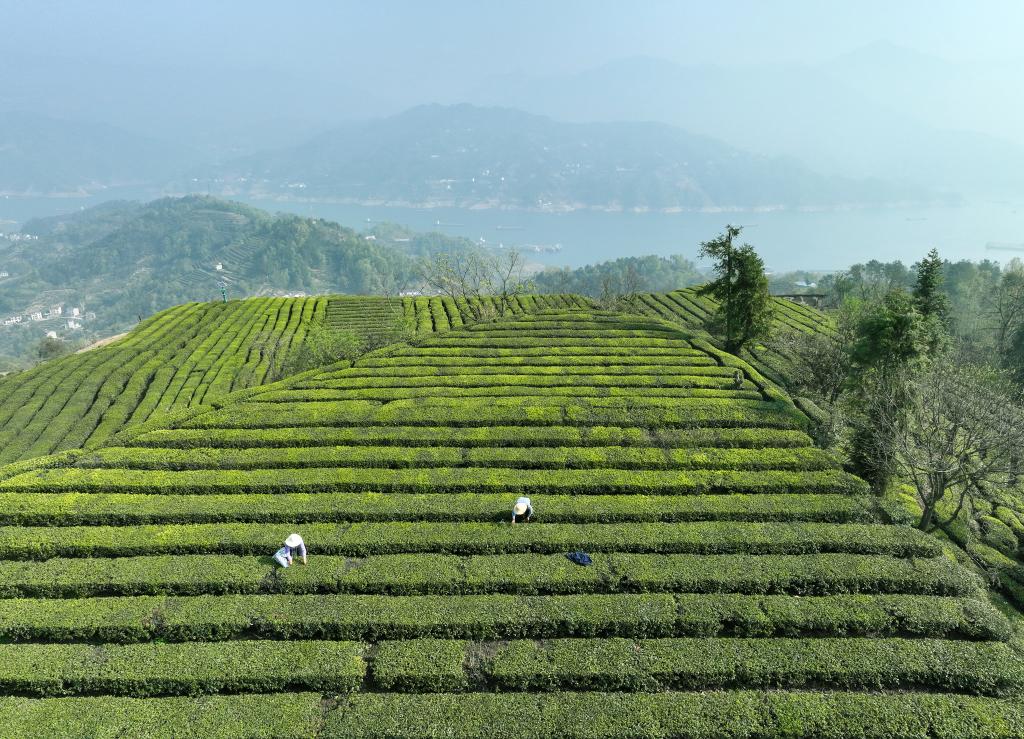 三峽庫(kù)區(qū)&ldquo;明前茶&rdquo;采摘忙