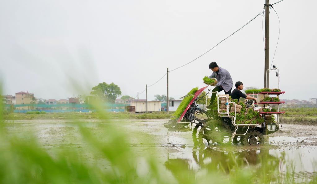 四季中國(guó)&mdash;&mdash;&ldquo;慧&rdquo;種田的&ldquo;黃機(jī)長(zhǎng)&rdquo;