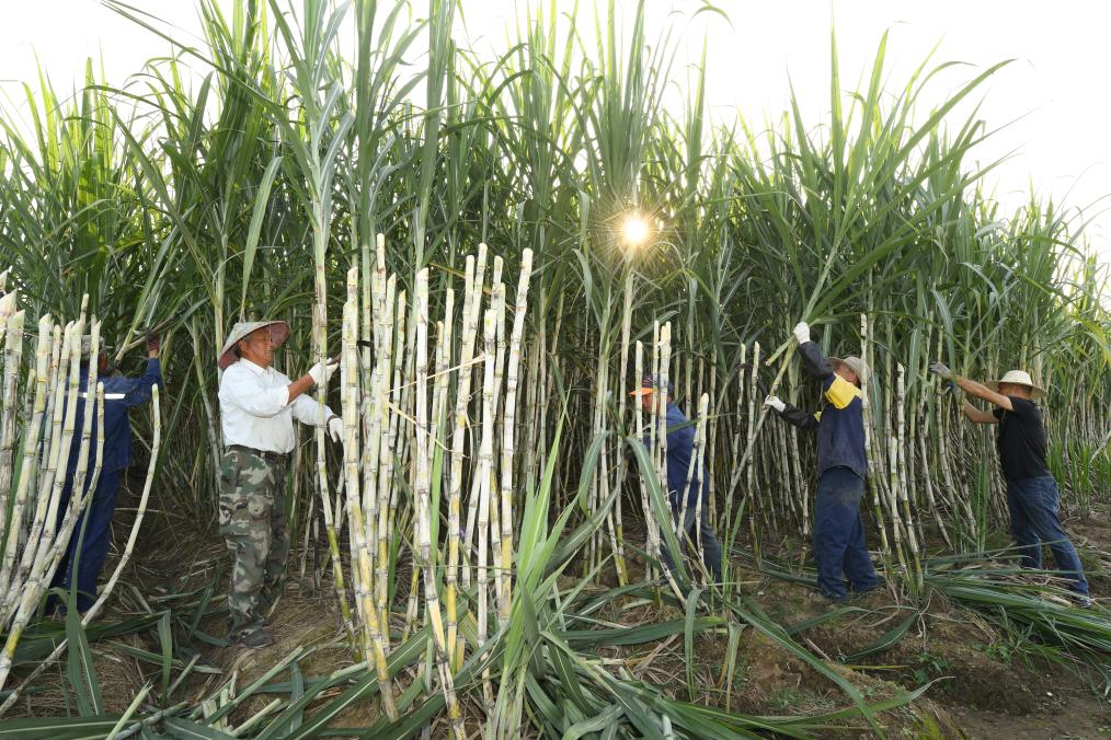 共富工坊里的&ldquo;甜蜜&rdquo;事業(yè)