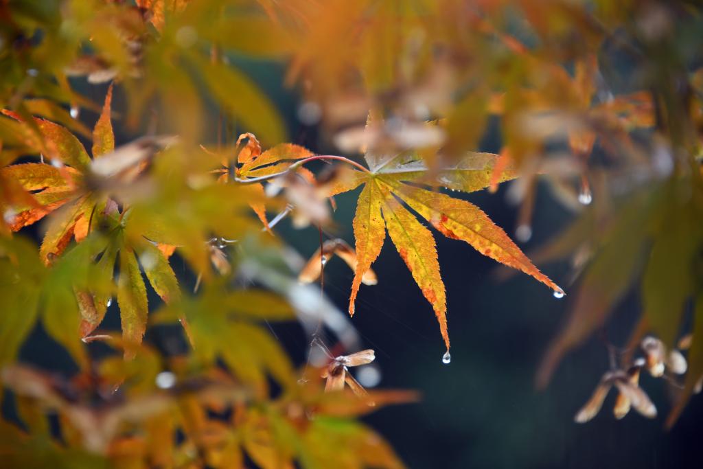 詩(shī)意中國(guó)丨丹楓萬(wàn)葉碧云邊，黃花千點(diǎn)幽巖下